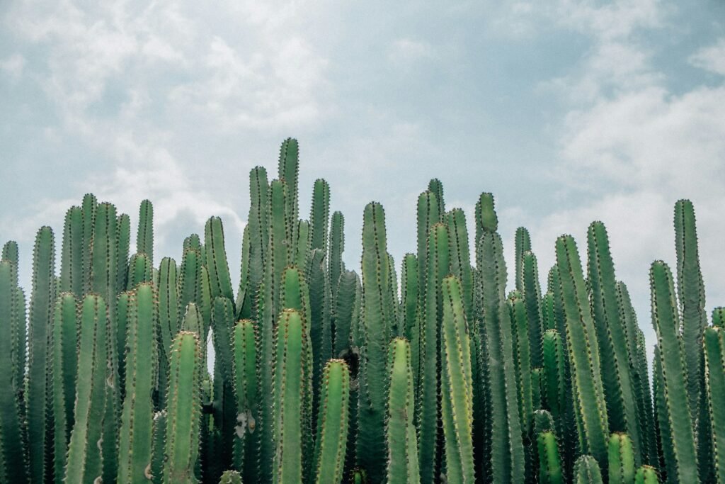 desert place creative home page header 1
